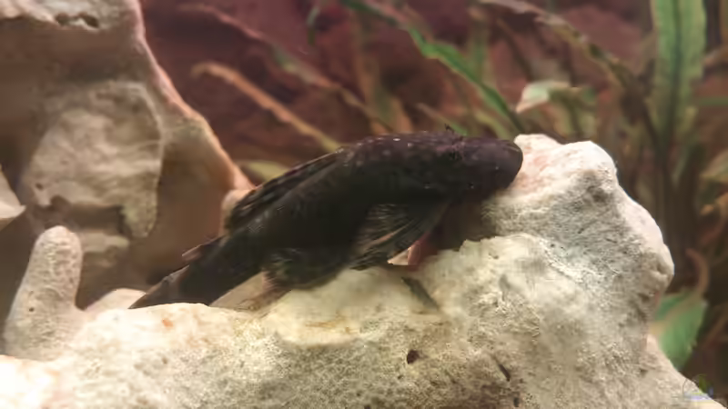 Bonny von Silvia78 (2)