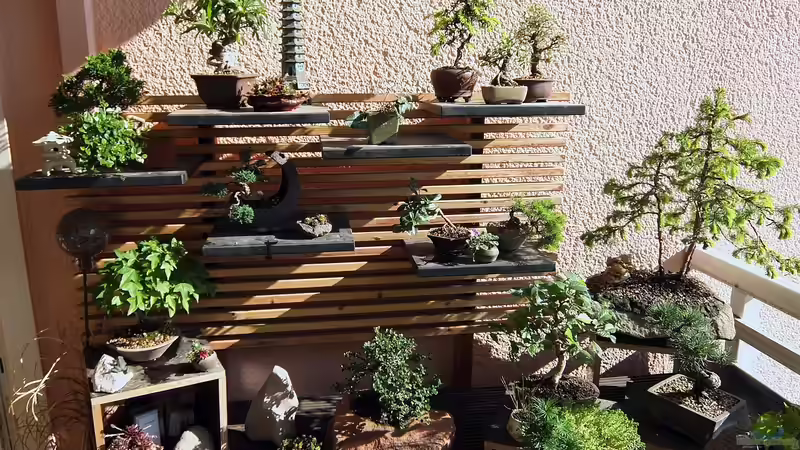 Bonsai-Bäume richtig pflegen - Ein ausführlicher Leitfaden