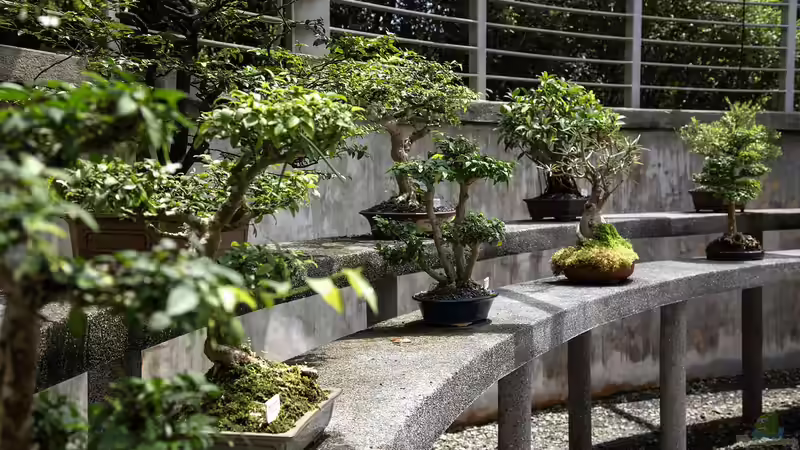 Bonsai-Bäume richtig pflegen - Ein ausführlicher Leitfaden