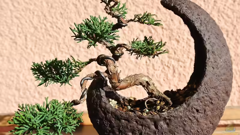 Bonsai-Bäume richtig pflegen - Ein ausführlicher Leitfaden