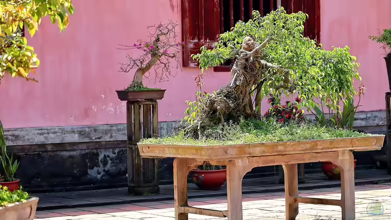 Bonsai-Bäume richtig pflegen - Ein ausführlicher Leitfaden