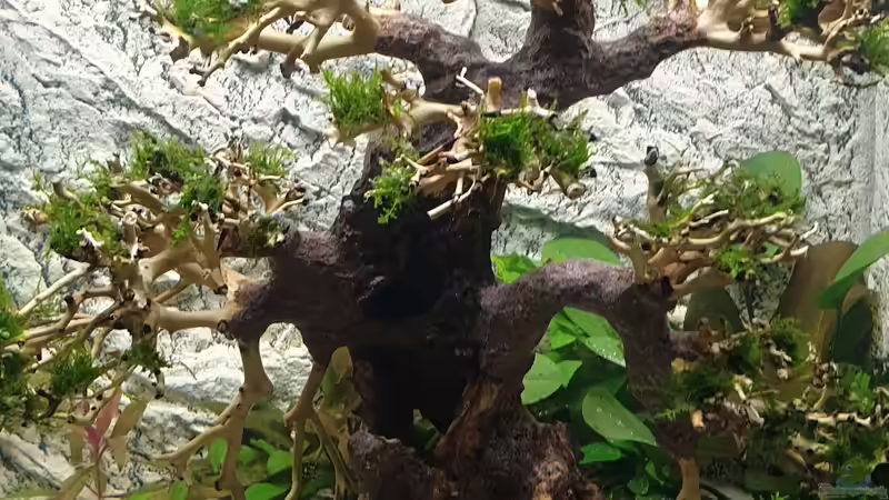 Bonsai frisch bepflanzt von Marc Scheiring (3)