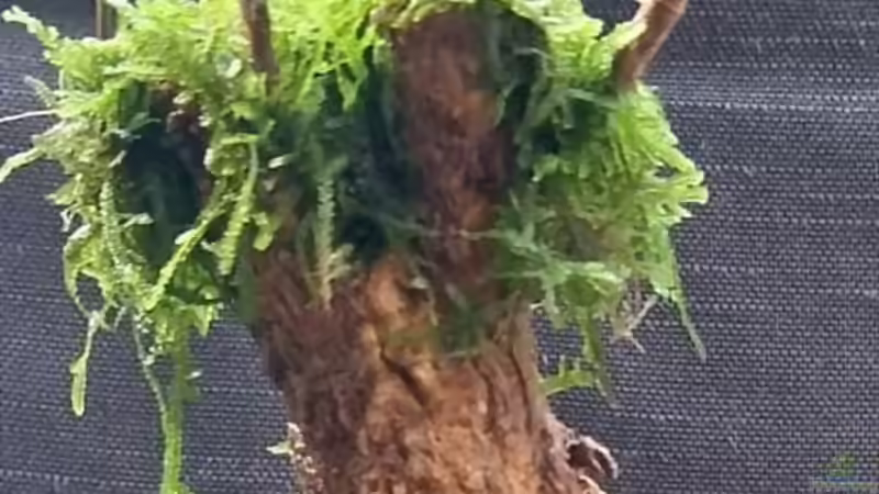 Bonsai Ulme & Taiwanmoos von Zazathustra (2)