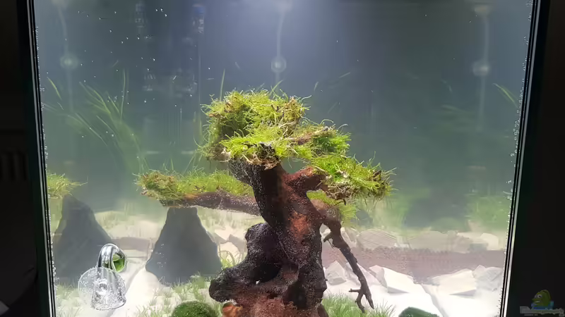 Bonsai von Dancinlutin (3)