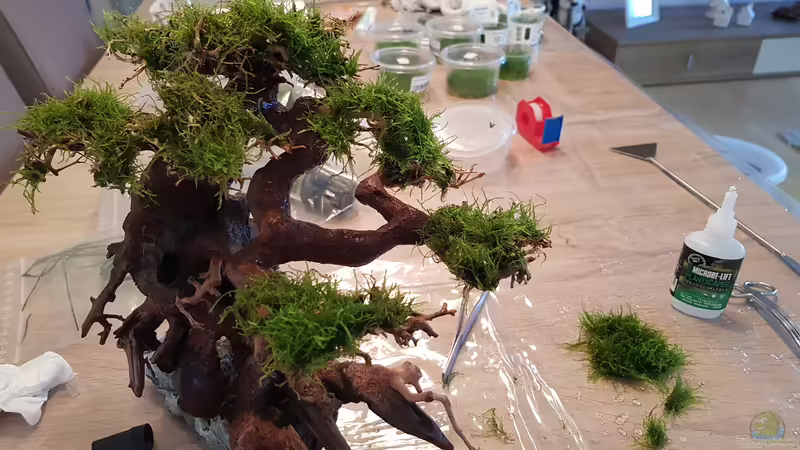 Bonsai Vorbereitung von Dancinlutin (11)