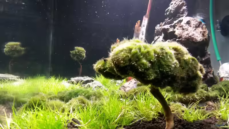 Bonsaibaum klein und groß von Dubdubler (2)