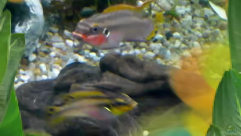 Bony &  Clyde von Peter Tiede (3)