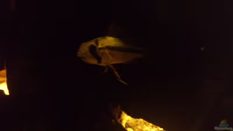 Booo von Kai Heermann (36)