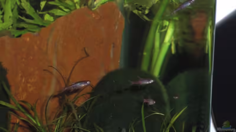 Borara brigittae 1 von Malawi TOM (39)