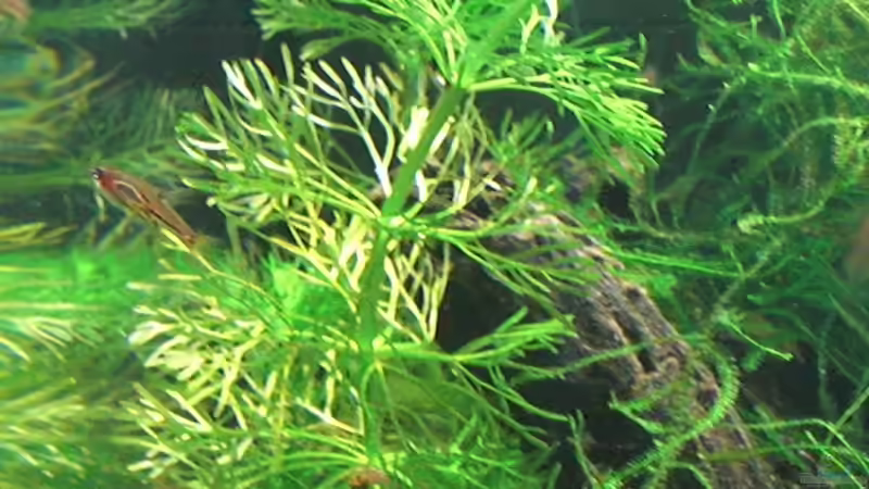 Borara brigittae 2 von Malawi TOM (40)