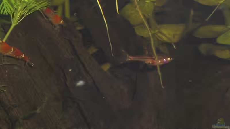 Borara brigittae (Zwergbärbling) 1 von Malawi TOM (46)