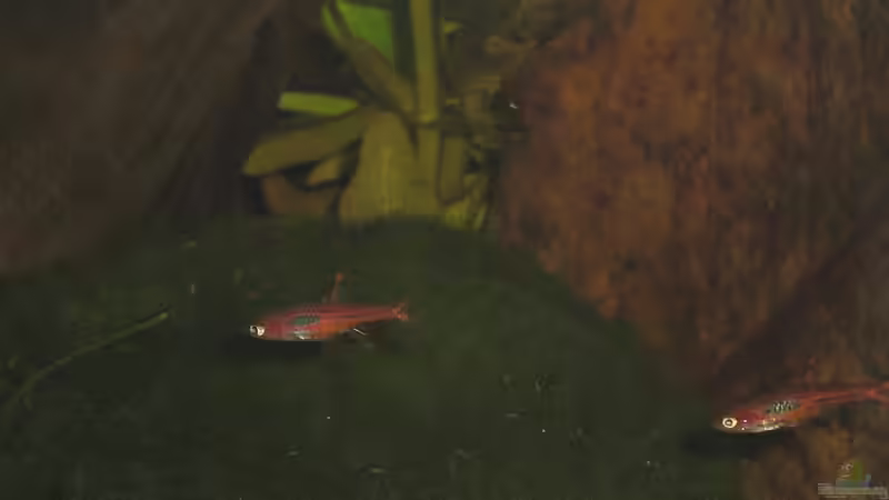 Borara brigittae (Zwergbärbling) 3 von Malawi TOM (48)