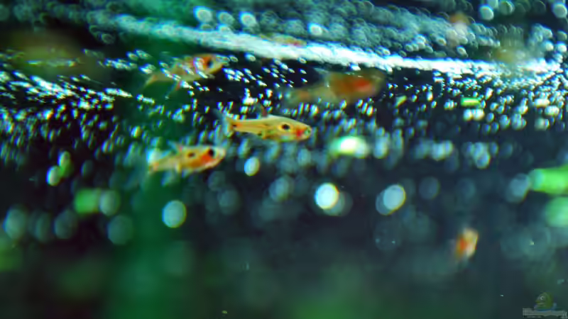 Borara merah 2 von lomarraco (66)