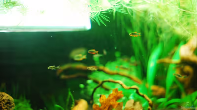 borara urophthalmoides (der fokussierte) von TimTamTellerlein (14)