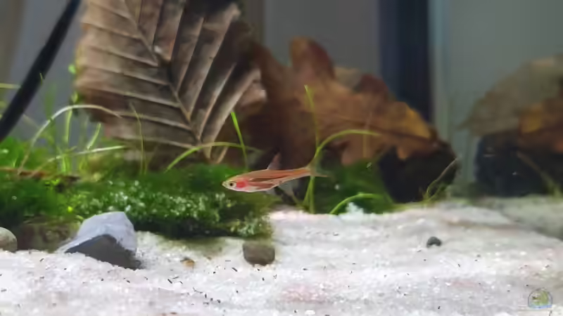 boraras brigittae (Schon fast adult) von Romano E (32)