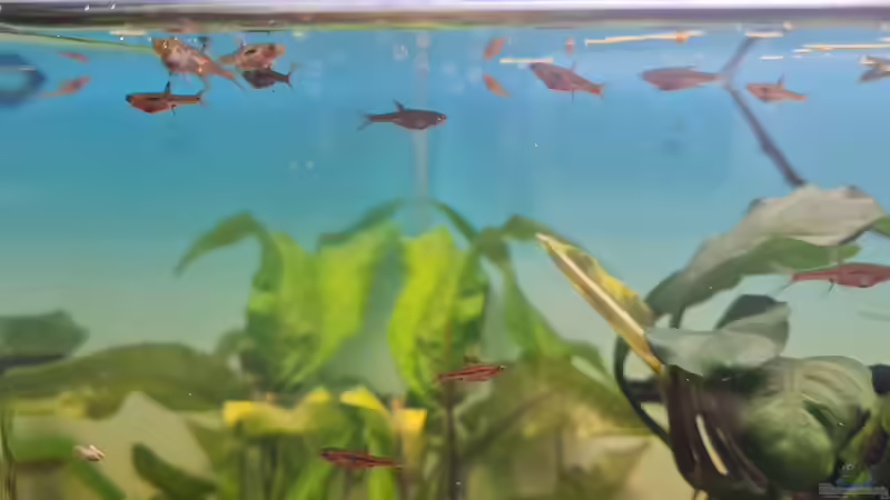 Boraras brigittae von David Schneider Aquaristik (29)