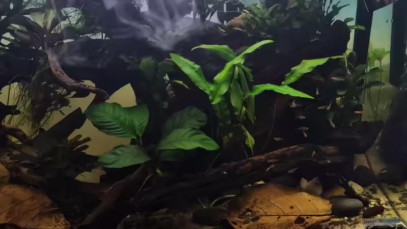 Boraras brigittae von David Schneider Aquaristik (30)