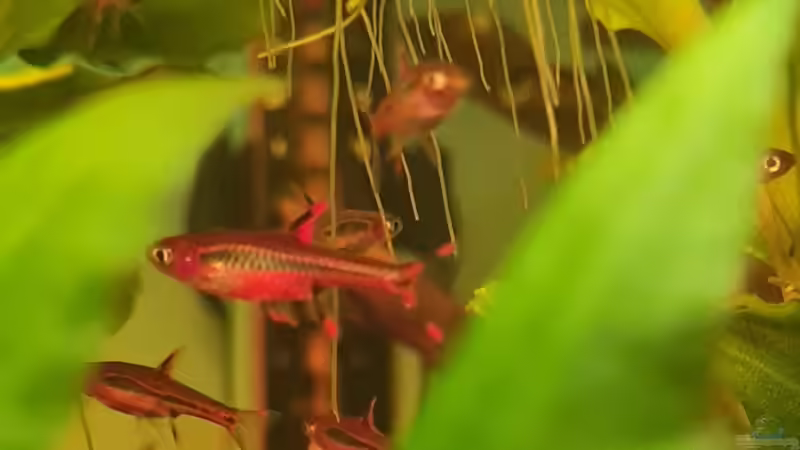 Boraras brigittae von David Schneider Aquaristik (32)