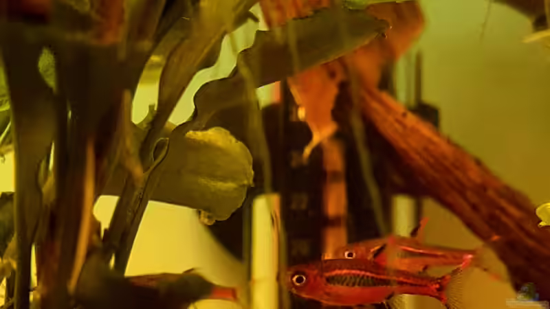 Boraras brigittae von David Schneider Aquaristik (33)