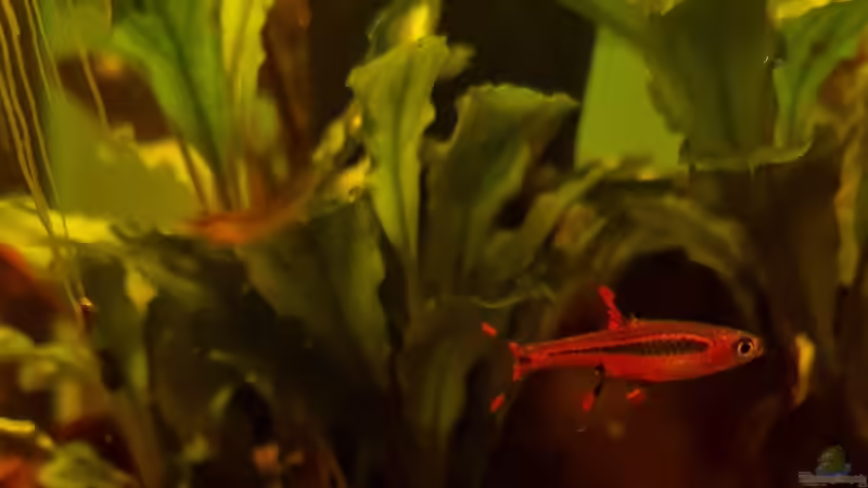 Boraras brigittae von David Schneider Aquaristik (34)