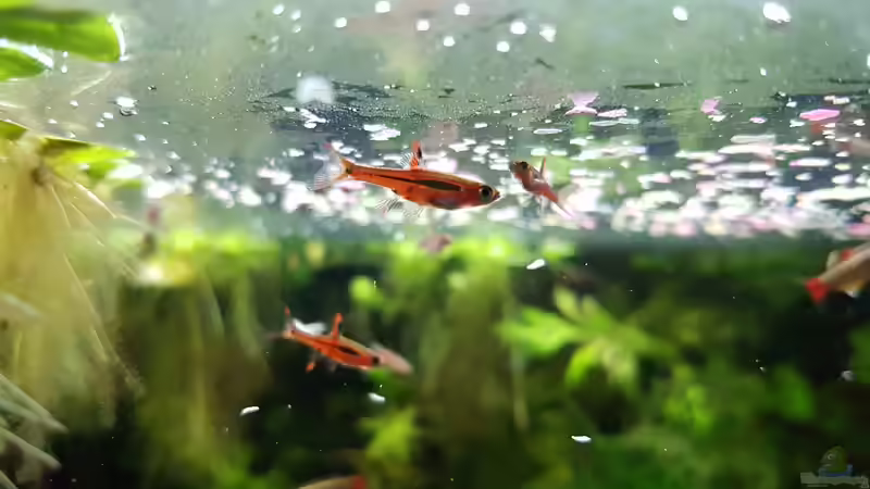 Boraras Brigittae von Mark1234 (8)