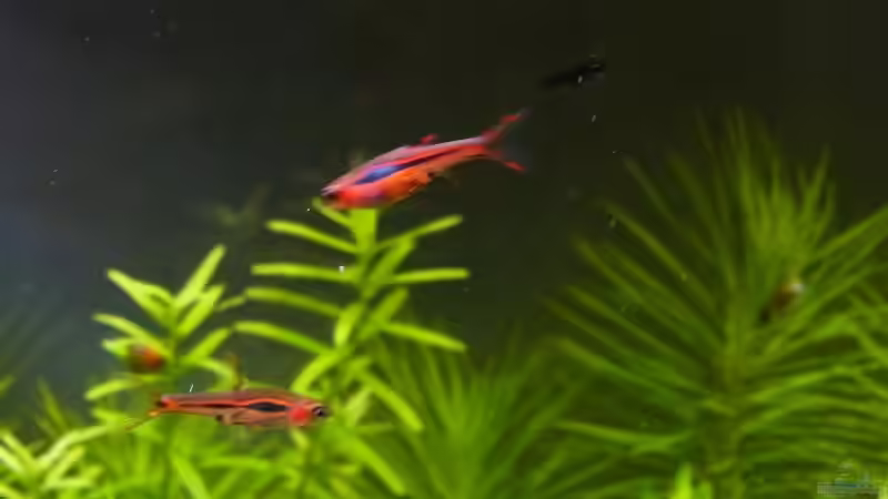 Boraras brigittae von YoshiMaus (23)