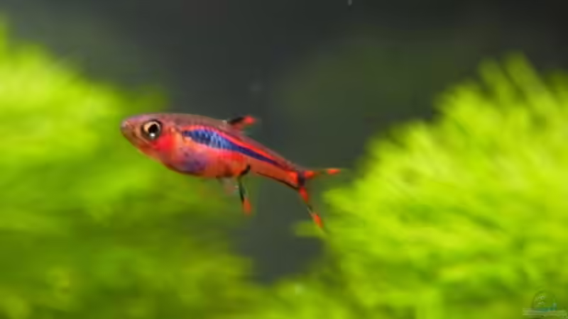 Boraras brigittae von YoshiMaus (26)