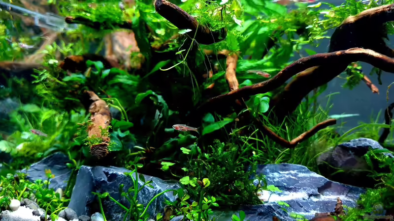 Moskitobärbling im Aquarium halten (Einrichtungsbeispiele für Boraras brigittae)