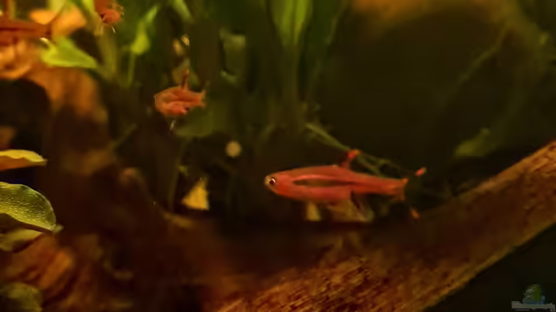 Moskitobärbling im Aquarium halten (Einrichtungsbeispiele für Boraras brigittae)