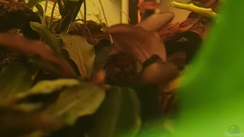 Einrichtungsbeispiele für Boraras-Arten