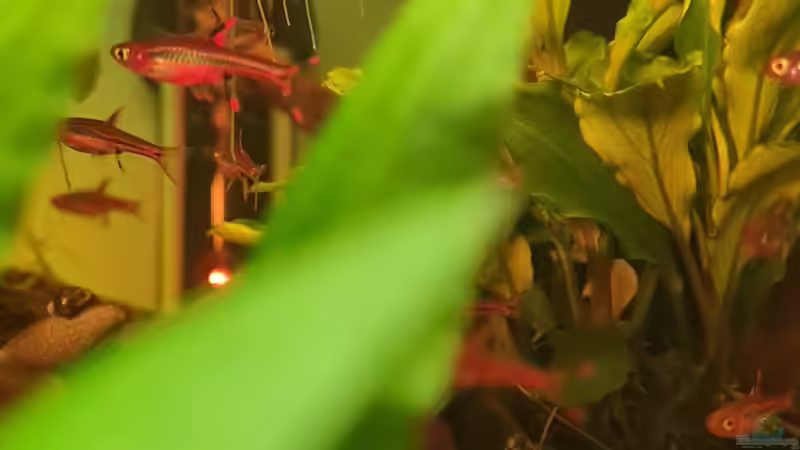 Moskitobärbling im Aquarium halten (Einrichtungsbeispiele für Boraras brigittae)