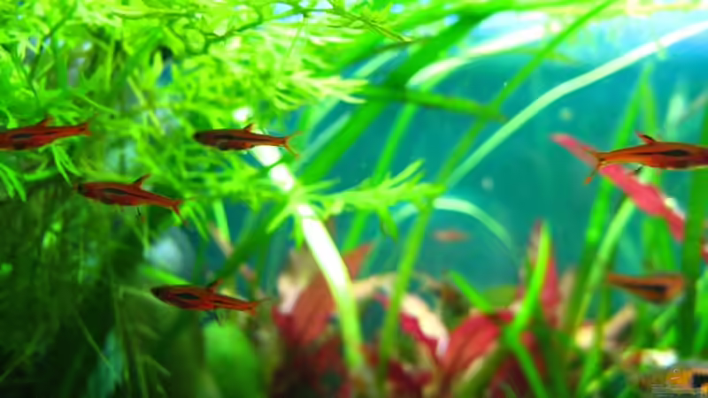 Moskitobärbling im Aquarium halten (Einrichtungsbeispiele für Boraras brigittae)