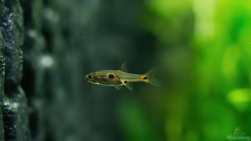 Boraras maculatus  von rasrol (22)