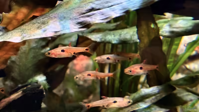 Boraras maculatus von bluezone (16)