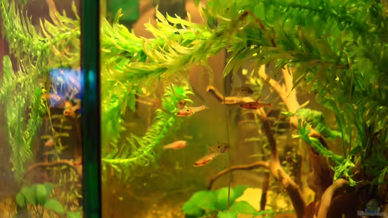 Boraras maculatus von cantiga (17)