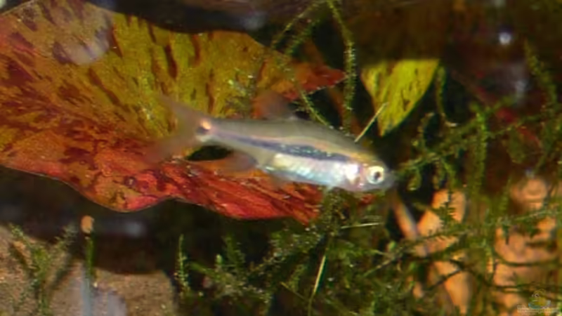 Boraras maculatus von derflo (28)