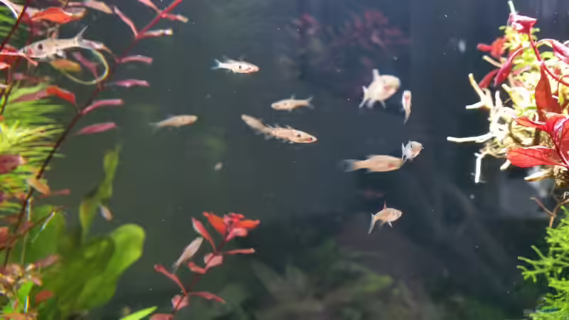 Boraras maculatus von Ichigo (54)