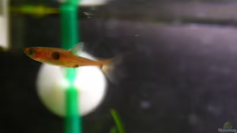 boraras maculatus von Lukas Forster (4)