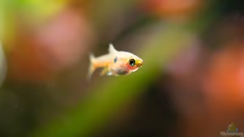 Boraras maculatus von rasrol (19)