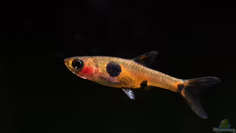 Boraras maculatus von rasrol (21)