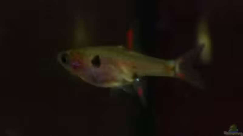 Einrichtungsbeispiele für Boraras maculatus (Zwergbärbling)