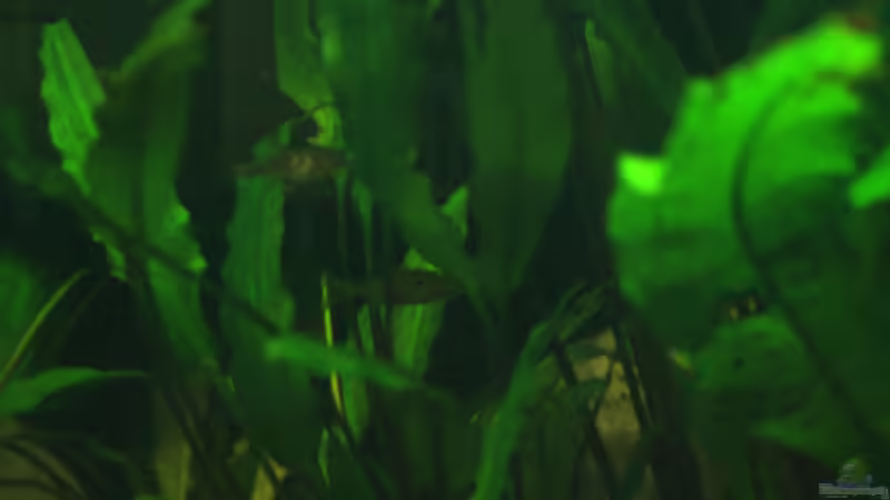 Boraras (man erwischt sie einfach nicht... *lol*) von gezina (14)