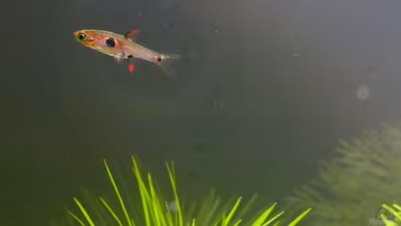 Einrichtungsbeispiele für Boraras-Arten