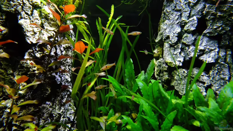 Boraras naevus von avronaut (13)