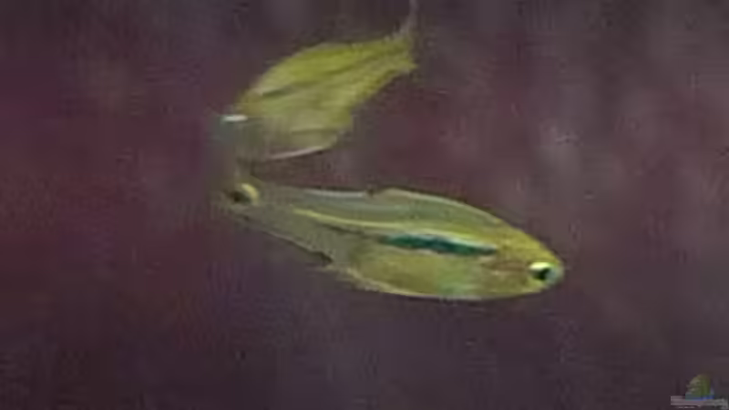 Boraras urophthalmoides von Flevus (13)