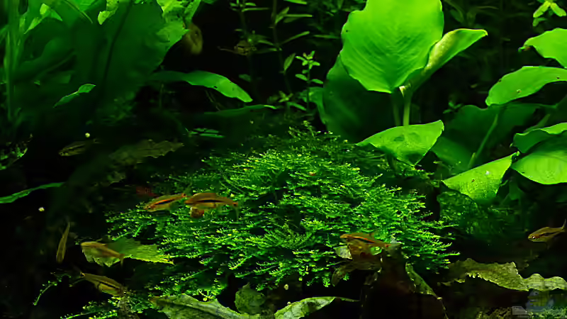 Boraras urophthalmoides von Helmut Kreutmayer (11)