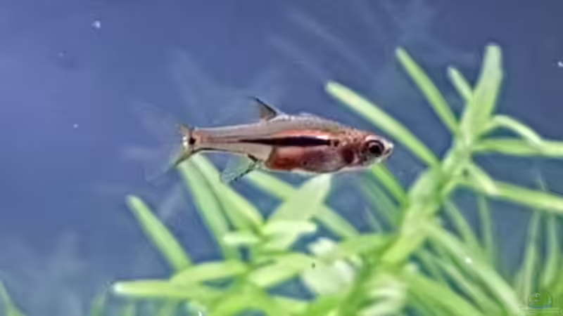 Boraras urophthalmoides von YoshiMaus (21)