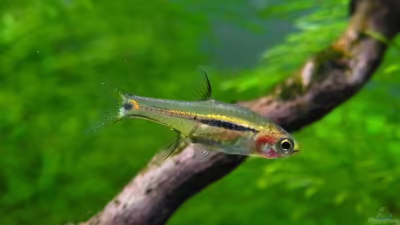 Einrichtungsbeispiele für Boraras urophthalmoides (Schwanzfleckbärbling)