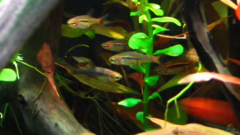 Boraras uropthalmoides, der dunkle ist 3 Wochen später gestorben von Nanu (27)