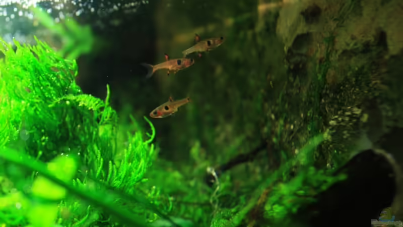 Boraras von basetim (20)